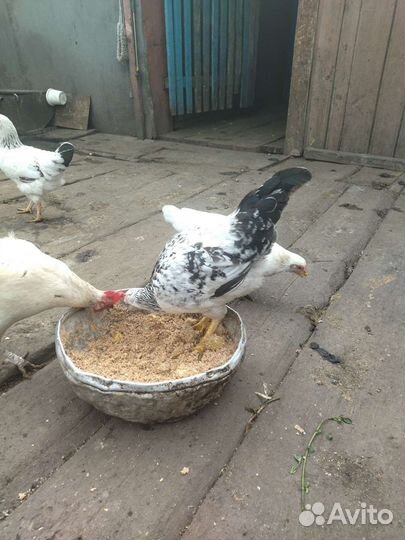 Молодые петушки