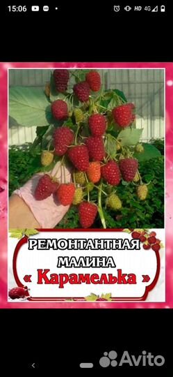 Ремонтантная малина