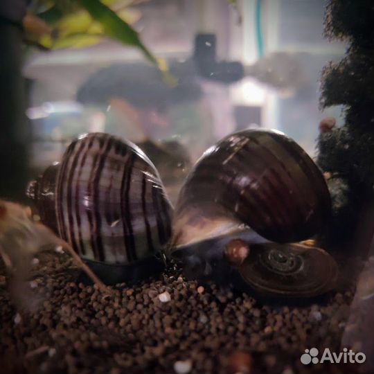 Ампулярии Голубые Розовые Черные Черничные Рыжие