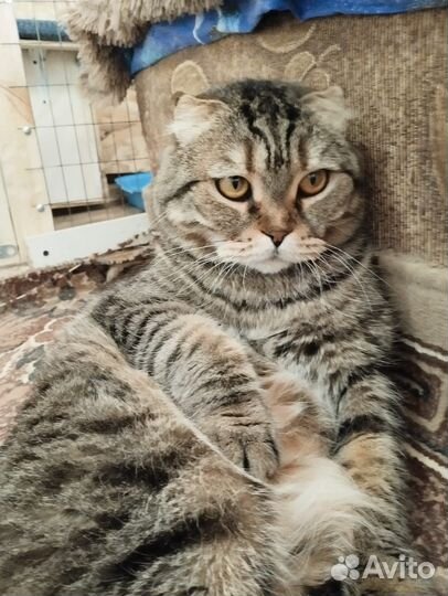 Шотландская