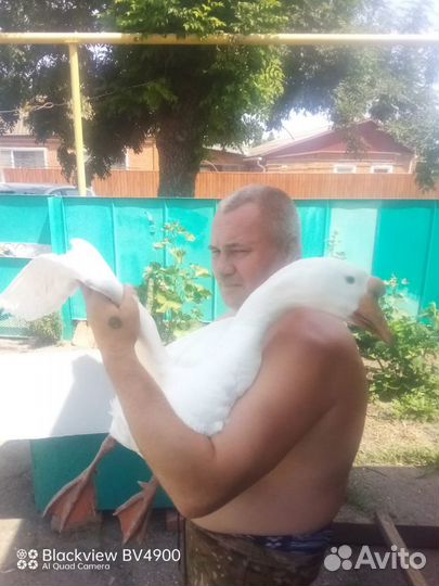 Гусята Линда