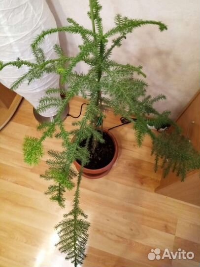 Араукария чилийская торг