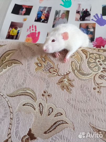 Крыса дамбо мальчик