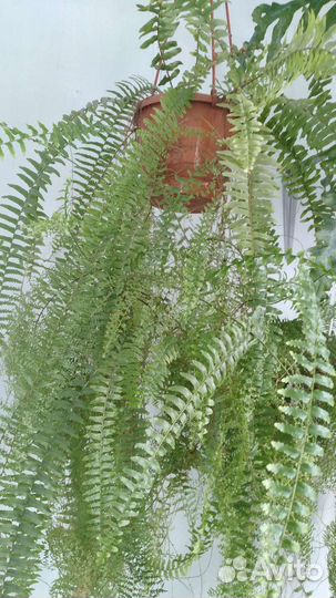 Папоротник