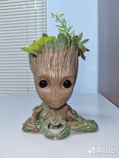 Суккуленты в кашпо