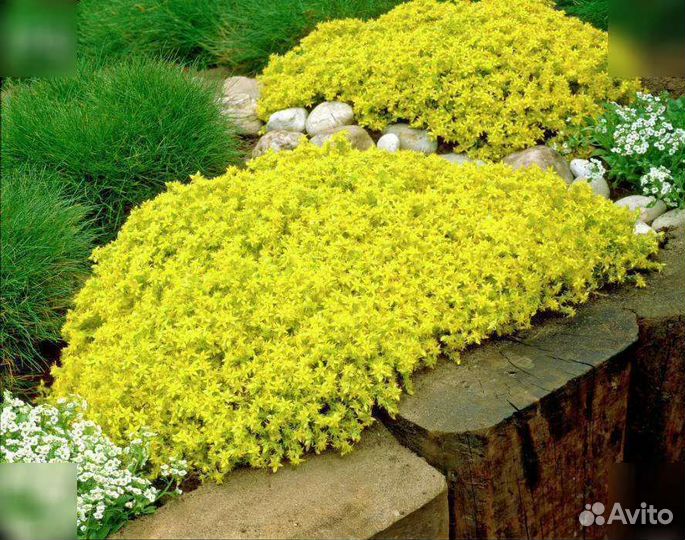 Почвопокровные растения