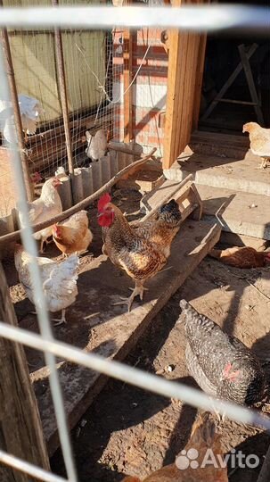 Куры молодки несушки