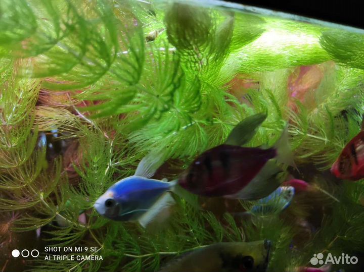 Роголистник, валиснерия и пистия для аквариума