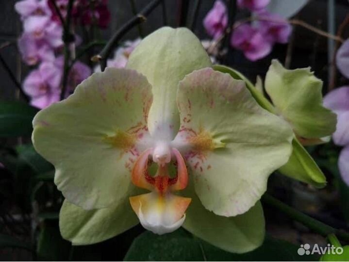 Фаленопсис орхидея бабочки азиатские нецветущие
