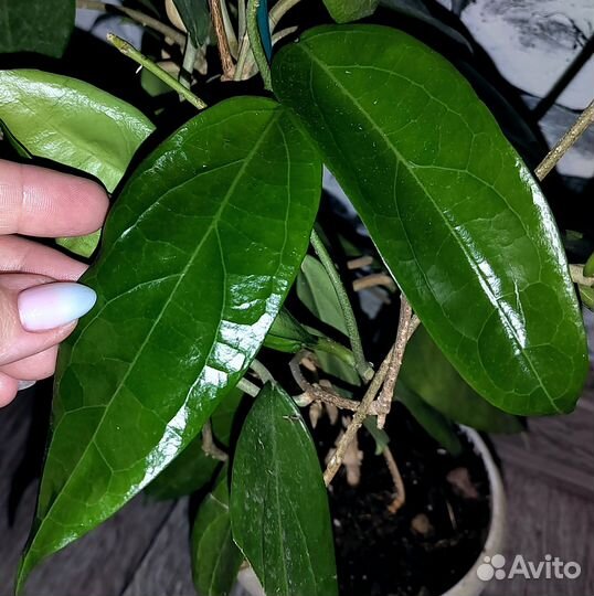 Редкие хойи и не только