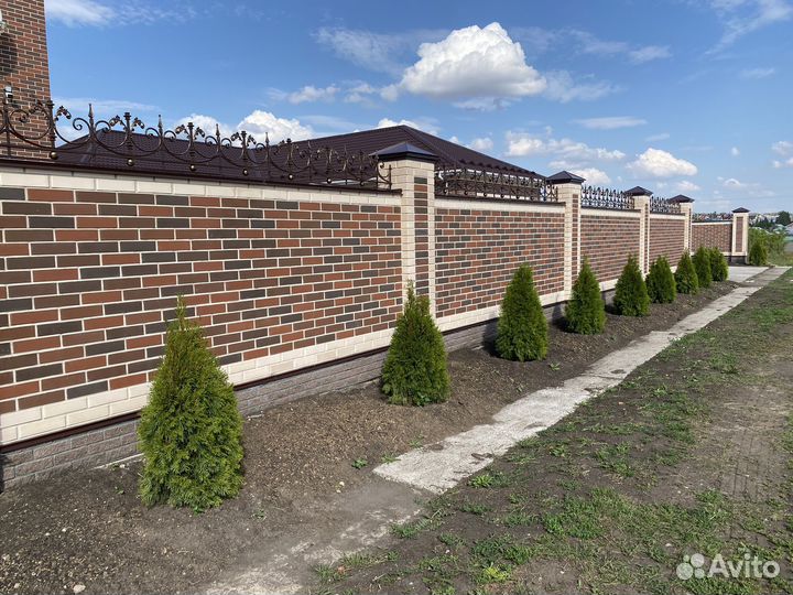 Туя Смарагд