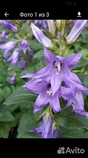 Колокольчик