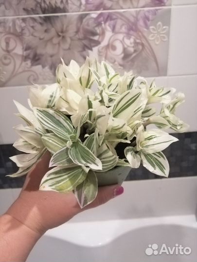 Традесканция