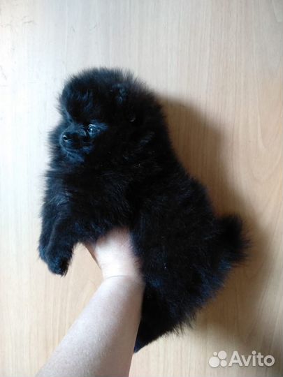 Померанский шпиц мини
