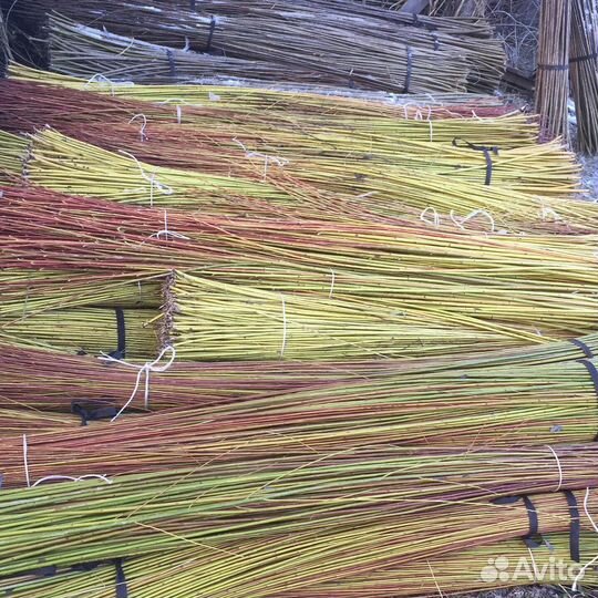 Редкие растения для сада