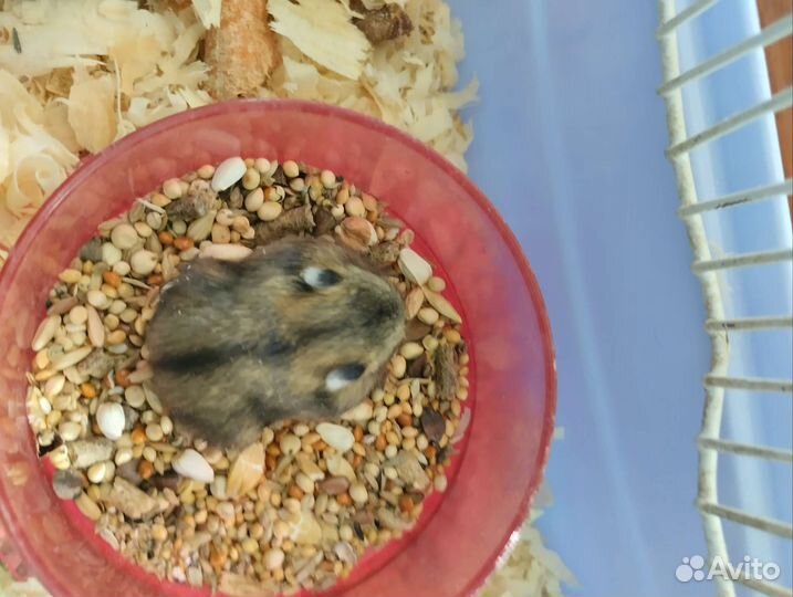 Джунгарский хомячки