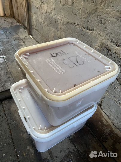 Мед подсолнечный оптом