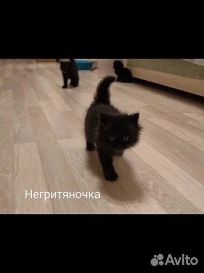 Котята 2 мес. в добрые руки
