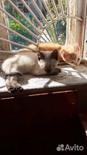 Котята в добрые руки