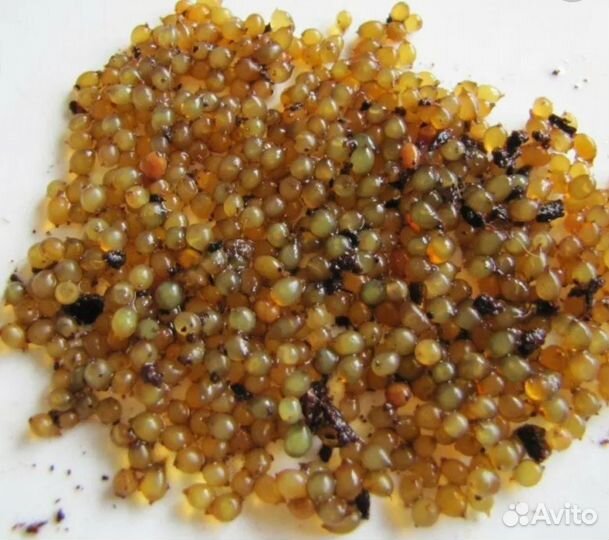 Коконы червя дендробены