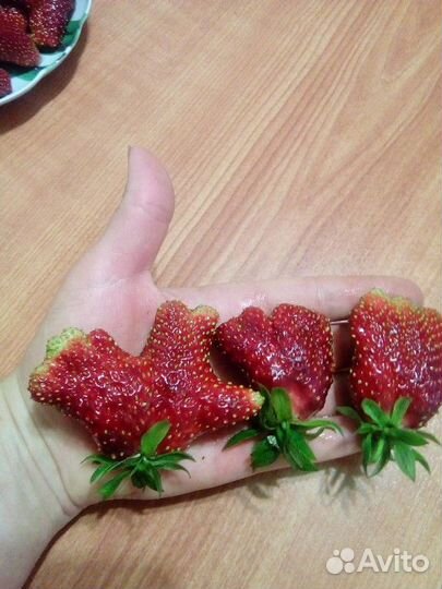 Клубника, малина, ежевика, ежемалина