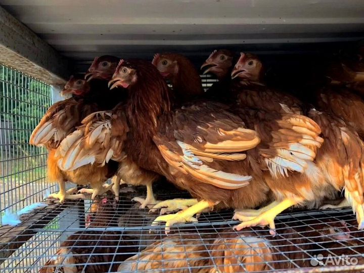 Куры несушки