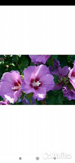 Кустарники