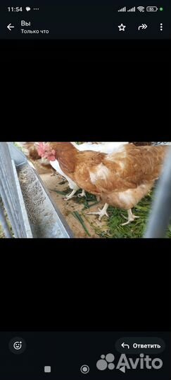 Продам кур несушек
