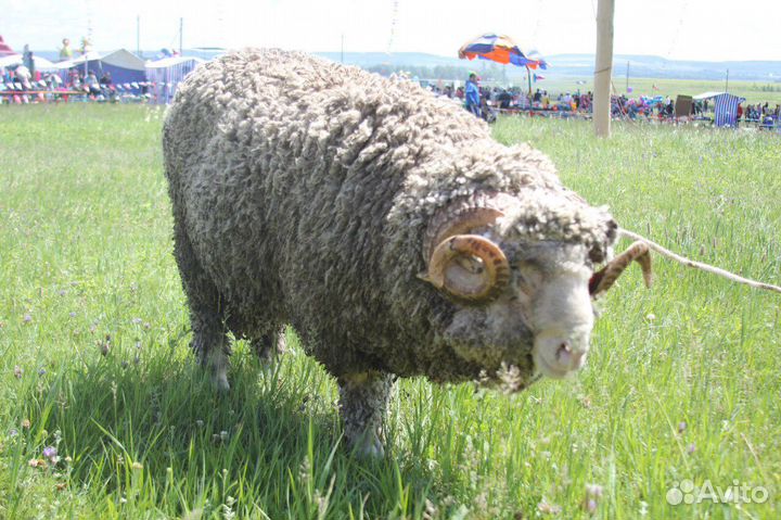 Советский меринос баранчики,ярки
