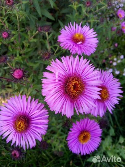 Сентябринки