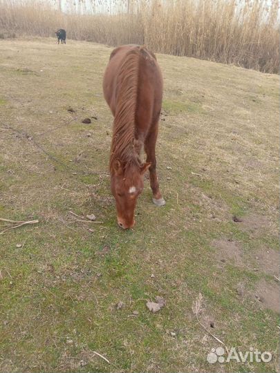 Лошади жеребец