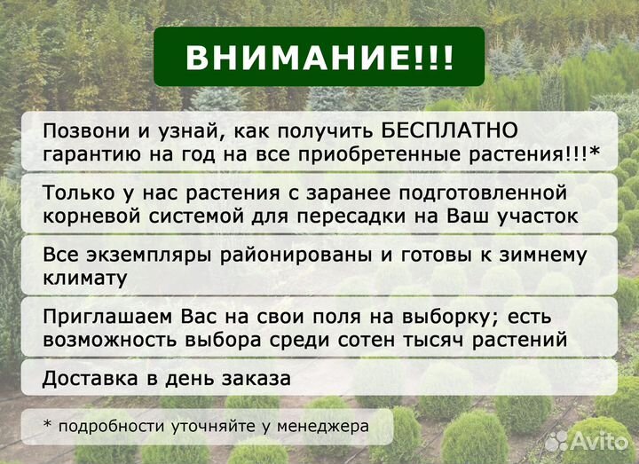 Ель голубая экстра
