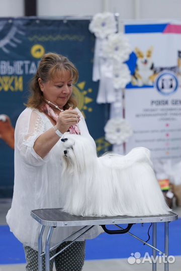 Щенки Мальтезе