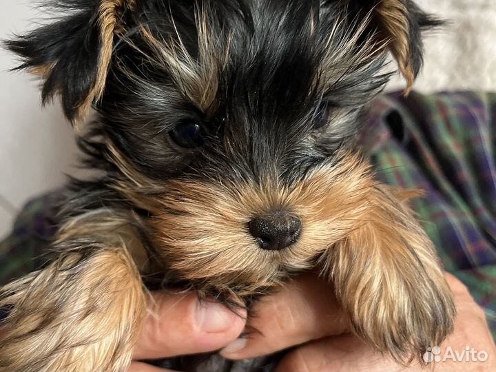 Йоркширский терьер девочка