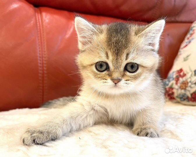 Золотая плюшевая малышка Скоттиш Страйт