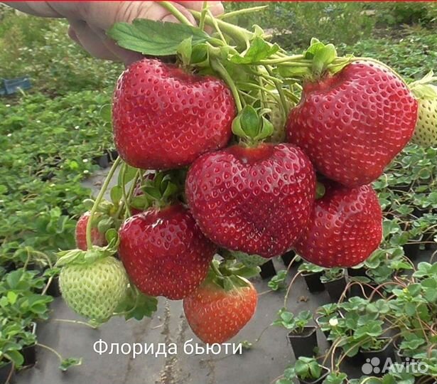 Клубника ремонтантная