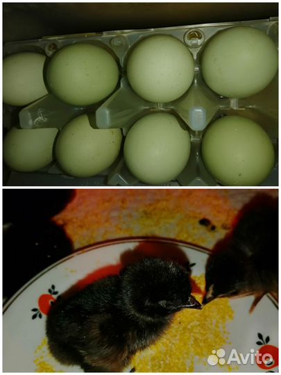 Цыплята несушки