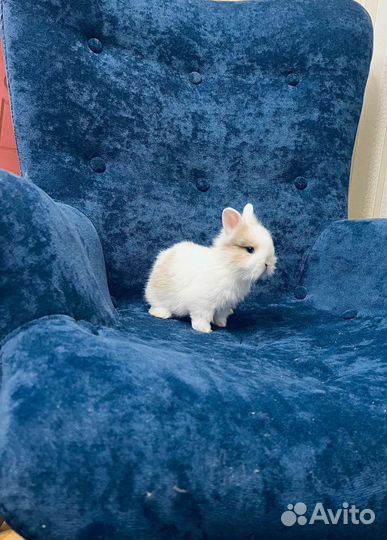 Кролики мини ручные. Большой выбор