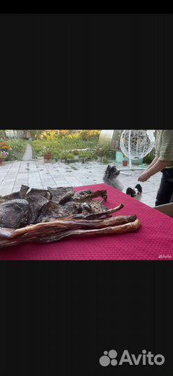 Бычий корень и лёгкое для собак