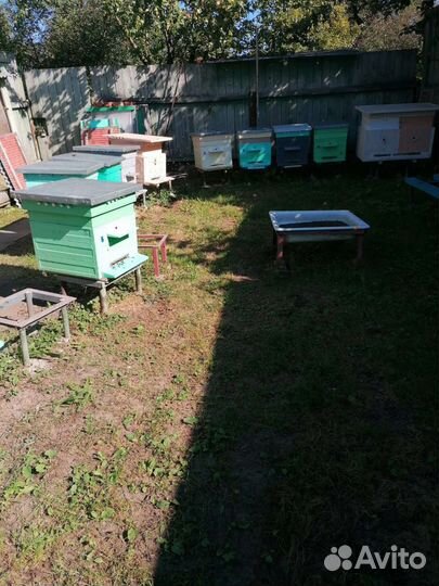 Улей Дадан 12 рамочный с пчелиными семьями