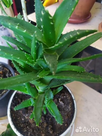 Комнатные растения