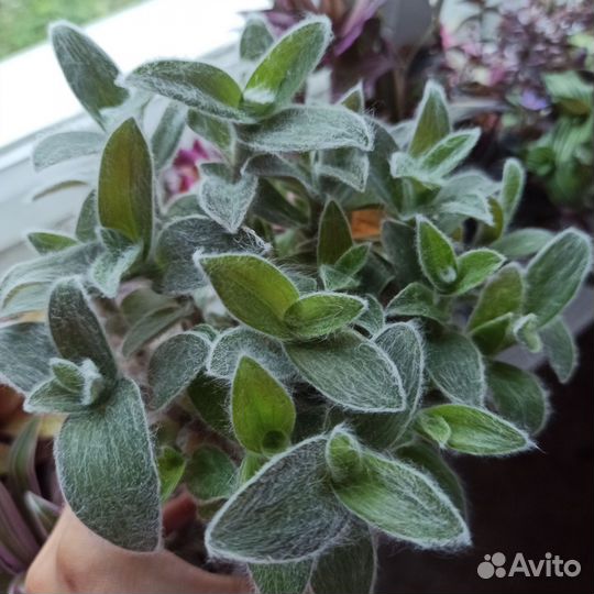 Традесканции.Часть 2