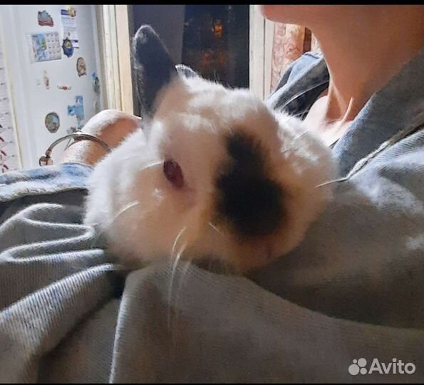 Декоративные кролики в добрые руки