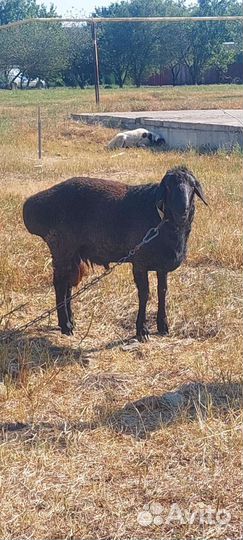 Овцы бараны