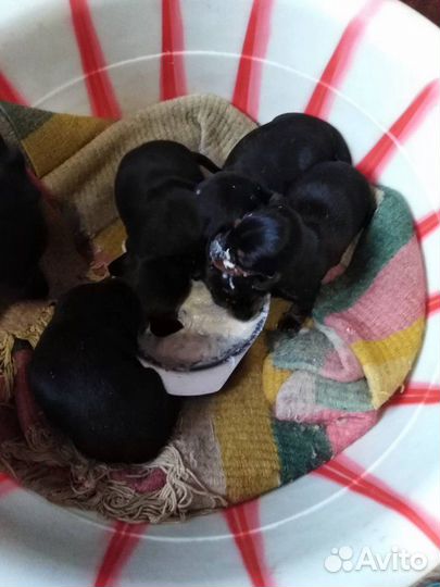 Ищем невесту