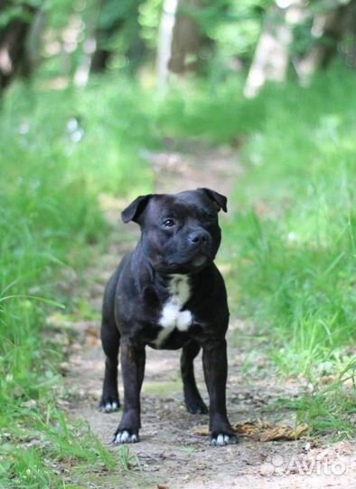 Вязка Стаффордширский бультерьер