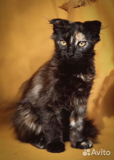 Котята метис шотландской вислоухой