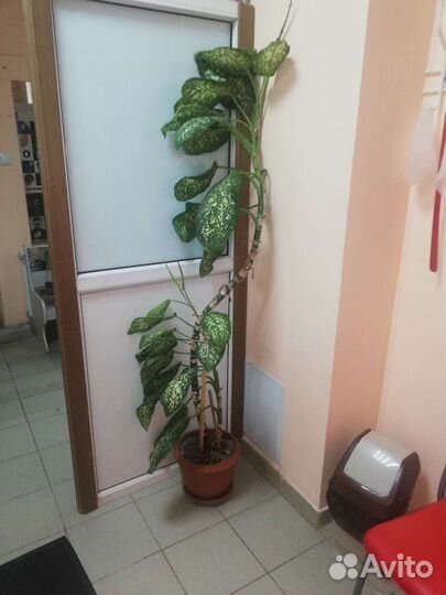 Диффенбахия пятнистая