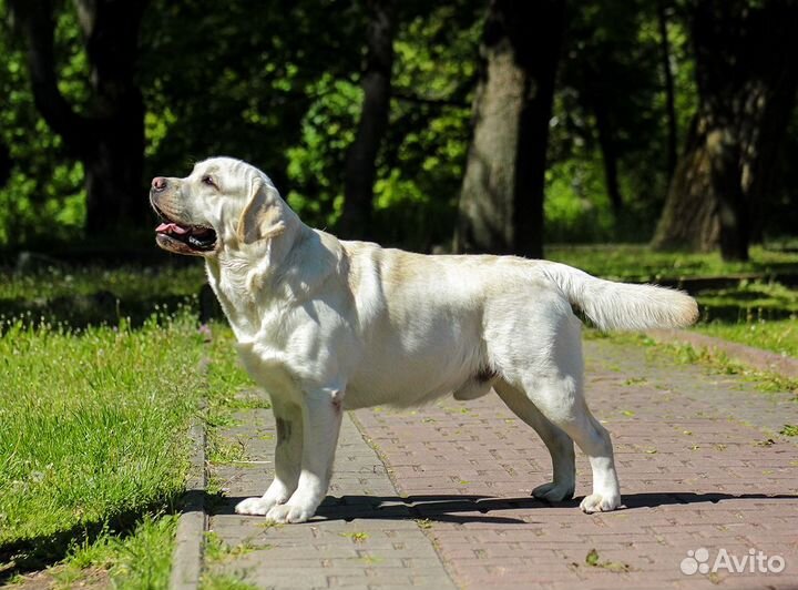 Лабрадоры. Щенки с отличной родословной