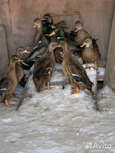 Подсадная утка